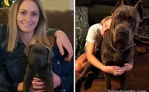 30 Photos Of Dogs Growing Up Next To Their Owners