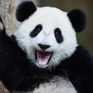 i m bored panda