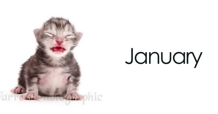 Timelapse Of A Maine Coon Kitten Growing Up Into A Gorgeous Cat In Just 20 Seconds