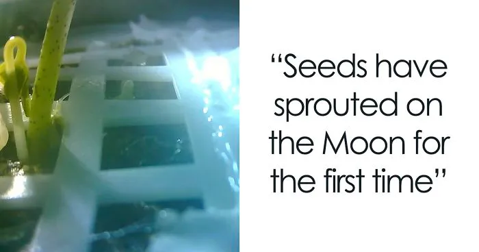 China Grows Moon's First Plant, Makes History