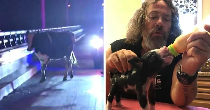Pregnant Cow Escapes From A Truck That Was Taking Her To The Slaughterhouse And Gives Birth To A Wonderful Calf