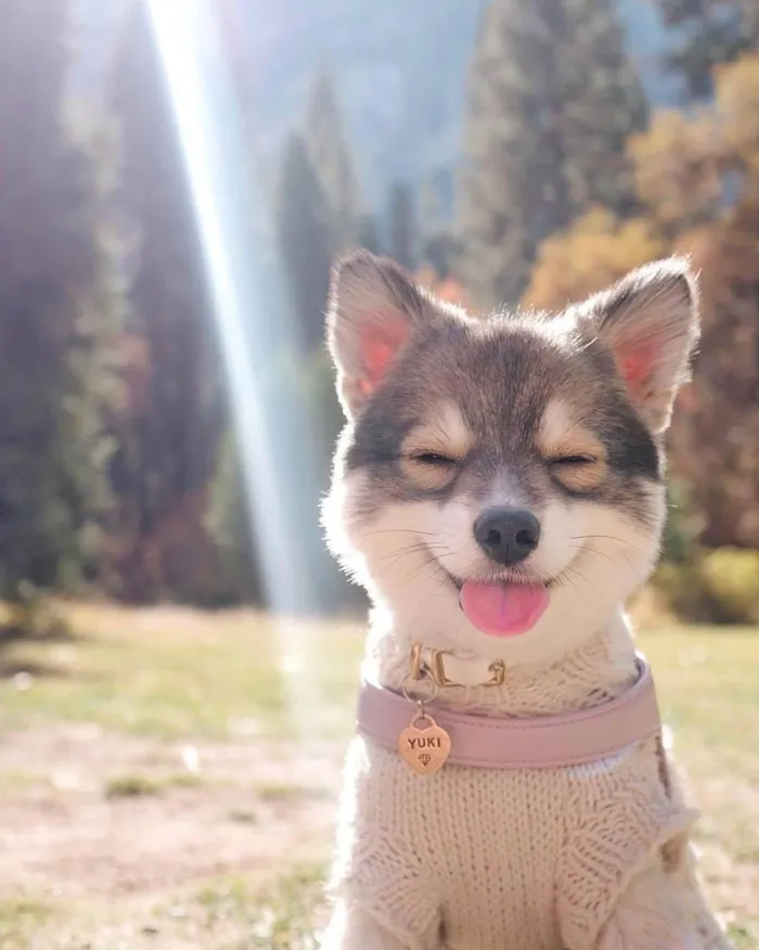 Yuki The Pomsky