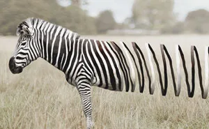 37 Surreal Photo Manipulations By Zulkarnain Ismail That Challenge Logic