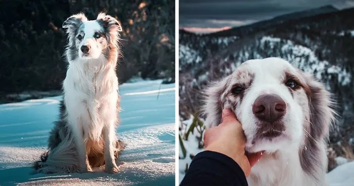 I Capture The Wildness Of My Dogs In A Winter Wonderland