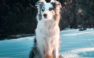 I Capture The Wildness Of My Dogs In A Winter Wonderland