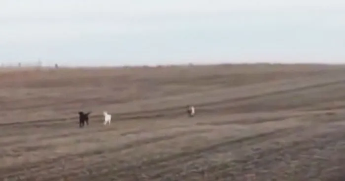 Lab Owner Can't Believe His Eyes When He Finds His Missing Dog Running In The A Field With Two Unusual 'Friends'