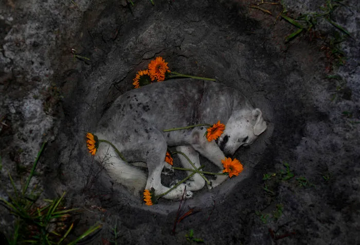 Dogs-Euthanized-Owner-Grief-Ross-Taylor