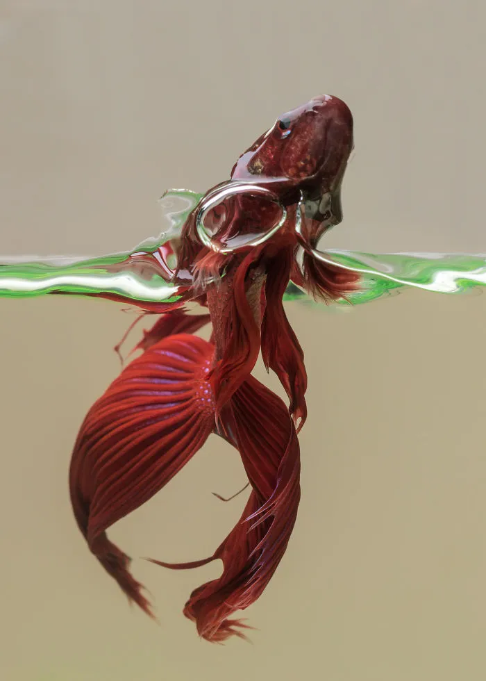Capturing The Beauty Of The Aquatic World...