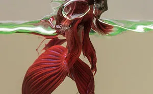 Capturing The Beauty Of The Aquatic World...
