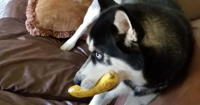 Funny Dogs Who Took Being Weird To A Whole Another Dimension