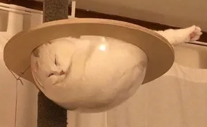 30 Times Cats Cracked Us Up