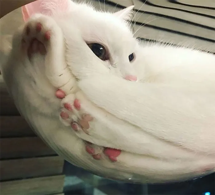 Gato líquido