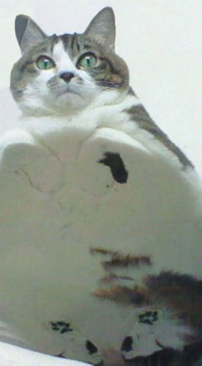 Fat Loaf