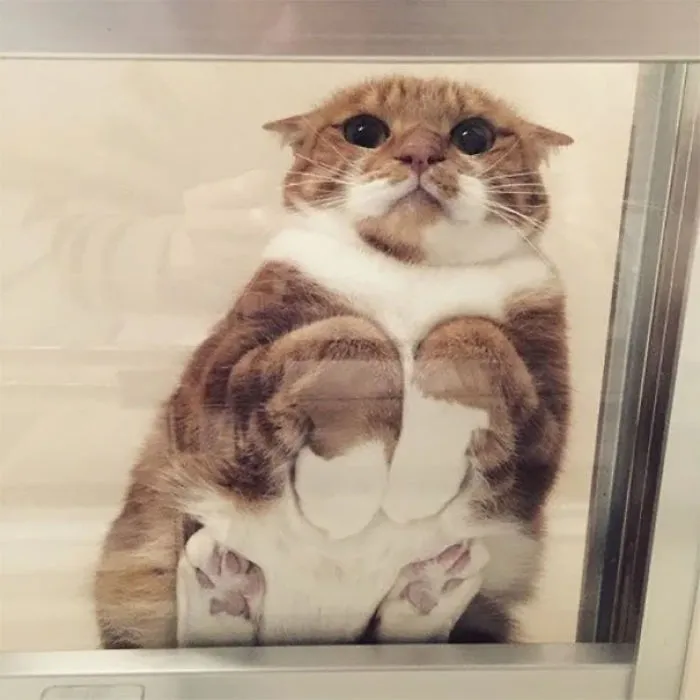 Cuando ves a gente comiendo algo delicioso a través del cristal de una cafetería