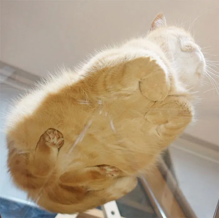 Hogaza de gato
