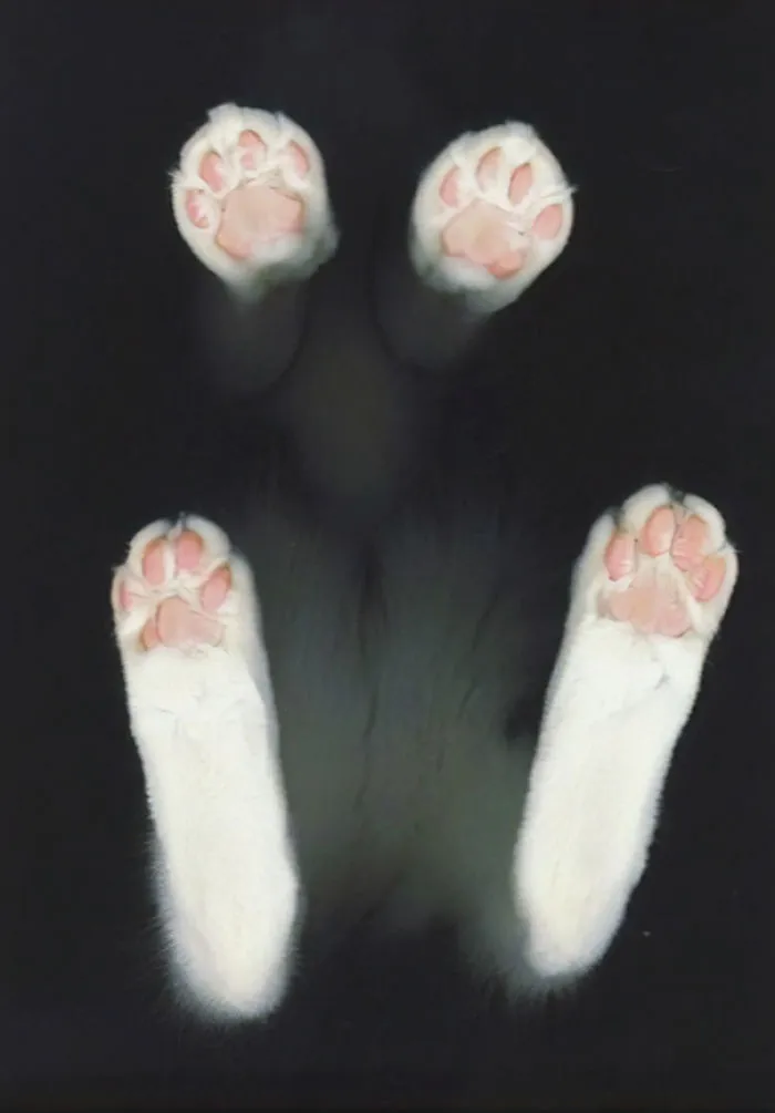 Patitas