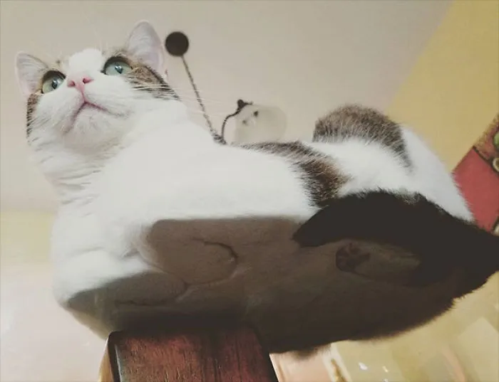 Gatonave