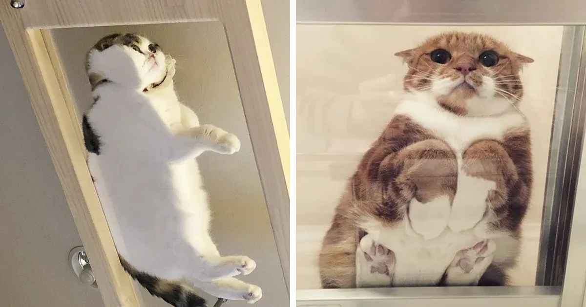 40 Divertidas razones por las que los dueños de gatos deberían tener mesas de cristal
