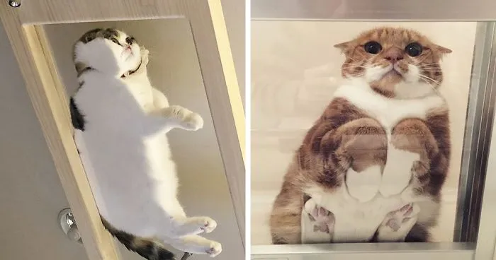 30 Hilarious Reasons Why Every Cat Owner Should Get A Glass Table