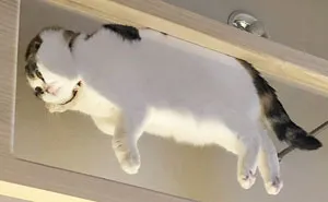 30 Hilarious Reasons Why Every Cat Owner Should Get A Glass Table