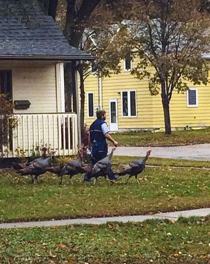 Los pavos del vecino se han empeñado en seguir al cartero casa por casa