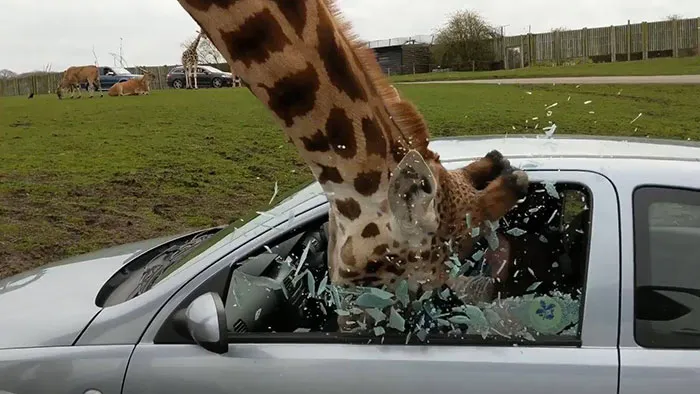 Giraffes Are Adorable