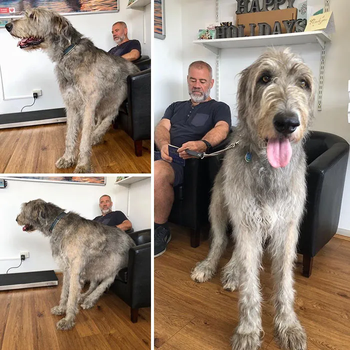 When A Chair At The Vet Is Too Small For You
