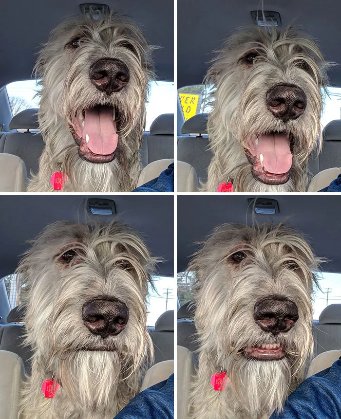 La cara de mi perro cuando vio que no ibamos al parque