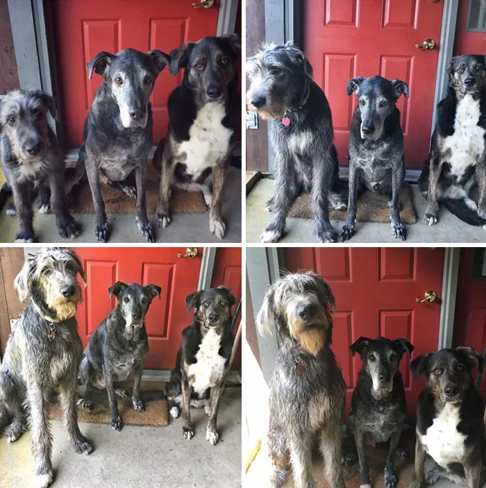 Irish Wolfhound, 4,6,8 And 10 Months Old. Meet Hobbes