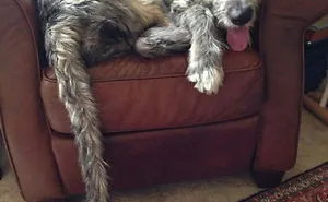 People Are Posting Hilarious Photos Of Their Irish Wolfhounds, And It’s Crazy How Large They Are (50 Pics)