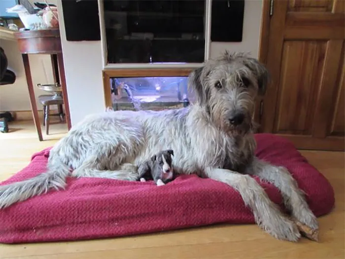 Cachorro de Whippet junto a un cachorro de lobero