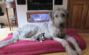 People Are Posting Hilarious Photos Of Their Irish Wolfhounds, And It’s Crazy How Large They Are (50 Pics)