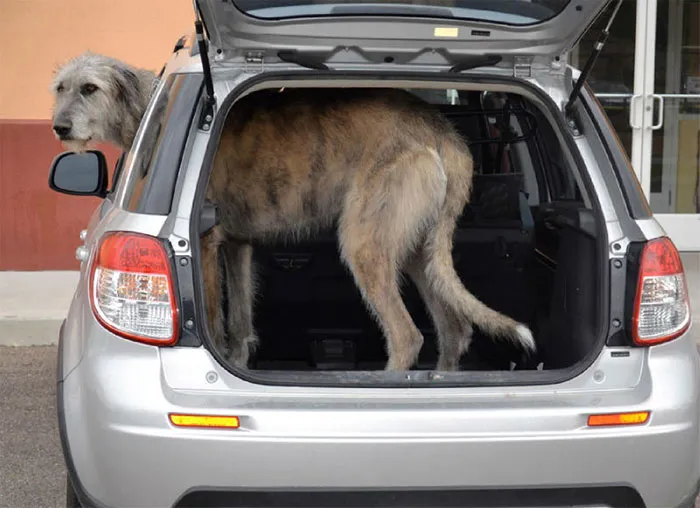 I Have A Clown Car- I Really Need Something Bigger!