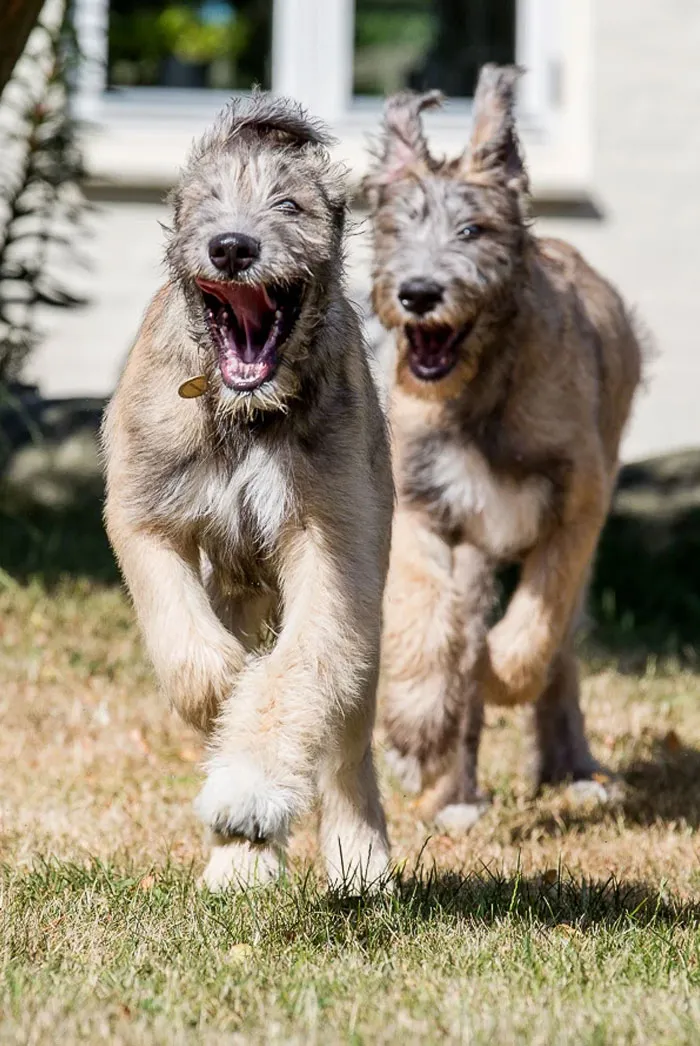 Jazza And Gandalf