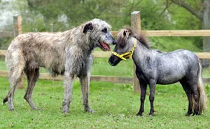 People Are Posting Hilarious Photos Of Their Irish Wolfhounds, And It’s Crazy How Large They Are (50 Pics)