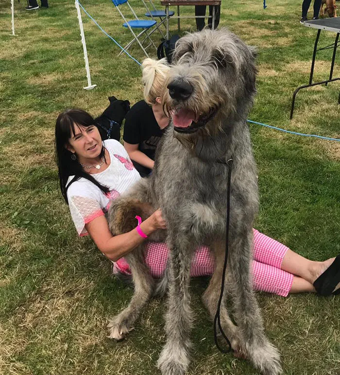 Stanley, 96,5 cms y 101 kilos de amor