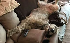 People Are Posting Hilarious Photos Of Their Irish Wolfhounds, And It’s Crazy How Large They Are