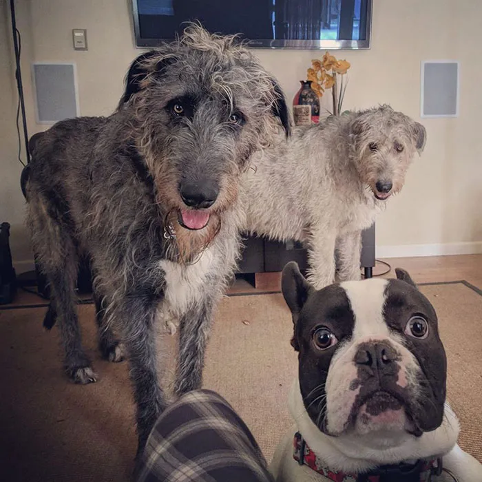This Gang