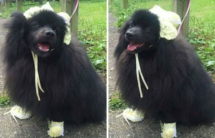 People Who Prefer Pets Over Kids Are Creating Funny Memes That Explain Their Choice