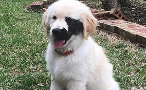 Golden Retriever Was Born With A Rare Genetic Mutation, And It Made Him Incredibly Adorable
