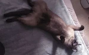 Cat's Daily Life