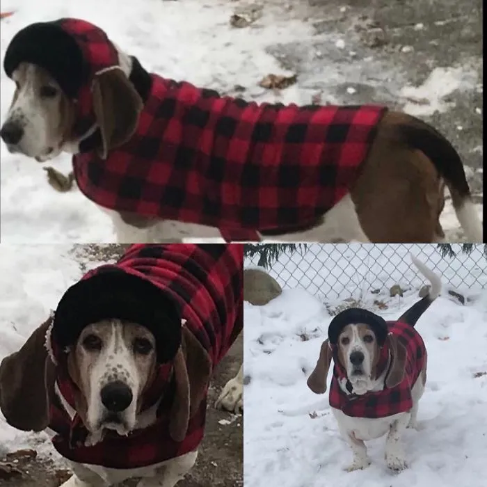 Flash The Basset