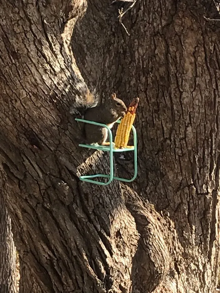 Squirrel Chair