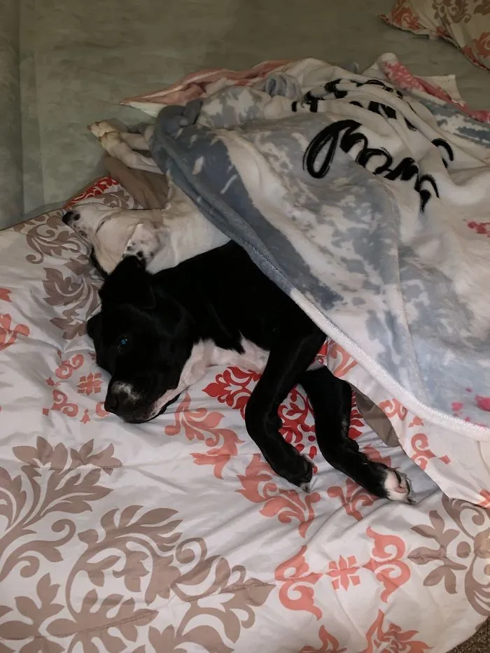 My Dogs Sleep Too Much