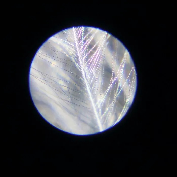 Through The Microscope