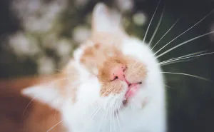 I Photograph My Eyeless Cat Who Sees With His Heart (25 Pics)