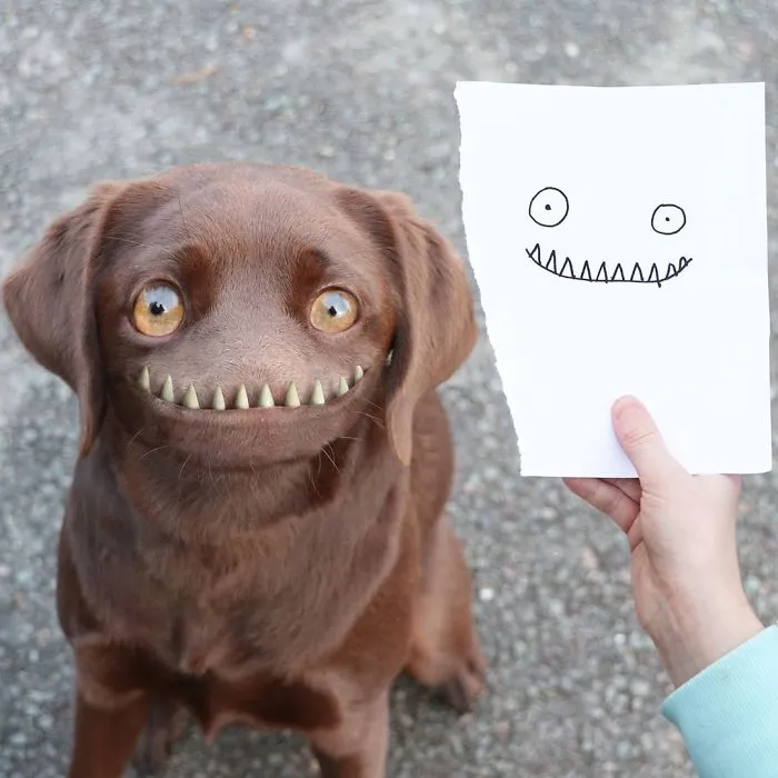 Dog