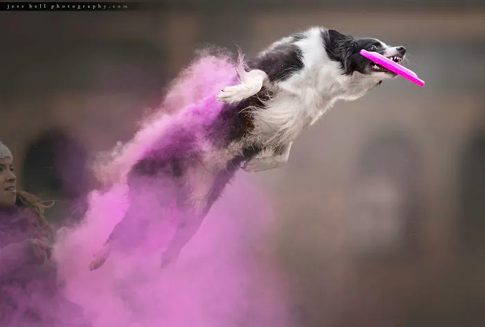 Lottie | Border Collie
