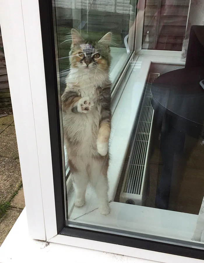 Cat. She's 7-Months-Old By The Way