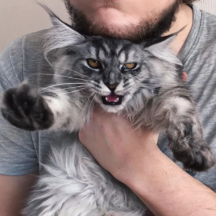 My Lovely Cat At 6-Months-Old